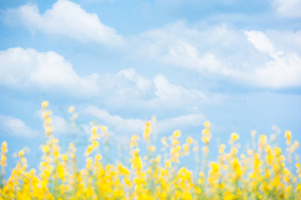 Clouds and light blue sky in spring season. Green field with flowers foreground.