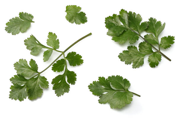 istock coriander leaves isolated on white background 946001374