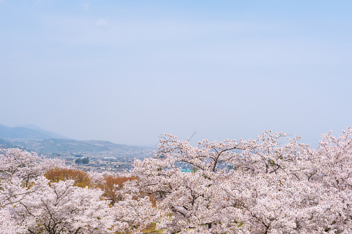 View of Cherry Blossoms and Kofu Basin from Oboshi Park, Yamanashi