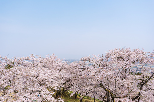 Beautiful Cherry Blossom Organic Tea Garden