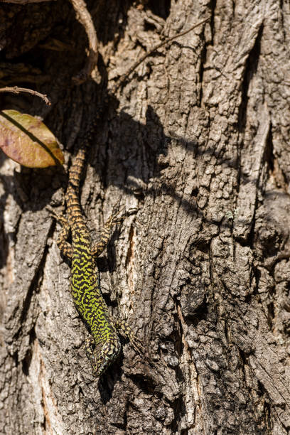 istock Green and Brown Lizard on a Tree Trunk - Italy 946005090