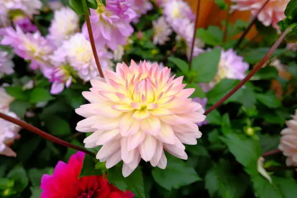 flower, pink, nature, garden, green, plant, flowers, beauty, blossom, dahlia, flora, floral, bloom, spring, purple, summer, petal, daisy, yellow, chrysanthemum, color, blooming,