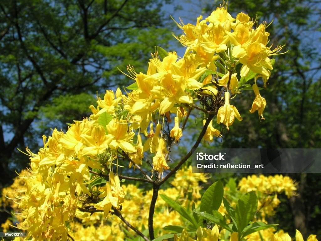 Foto de Amarela Azaleia No Jardim Botânico Na Primavera e mais fotos de  stock de Rhododendron Luteum - Rhododendron Luteum, Amarelo, Arbusto -  iStock