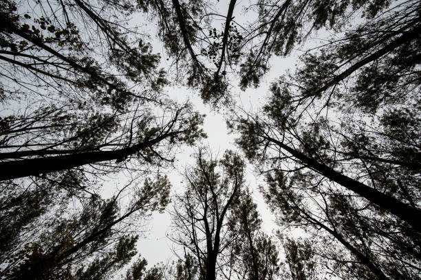 istock Silhouette of trees from low angle 946013472