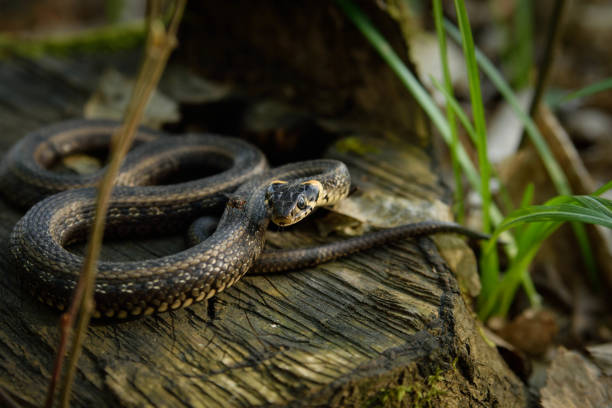 istock Natrix, Snake, Colubridae in the forest, close up. 946013602