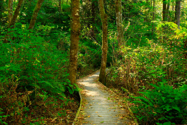 istock Pacific Northwest forest hiking trail 946017504