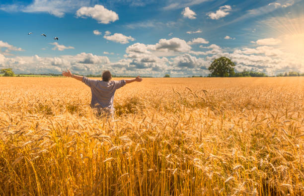 istock Happy farmer among field of wheat 946017768