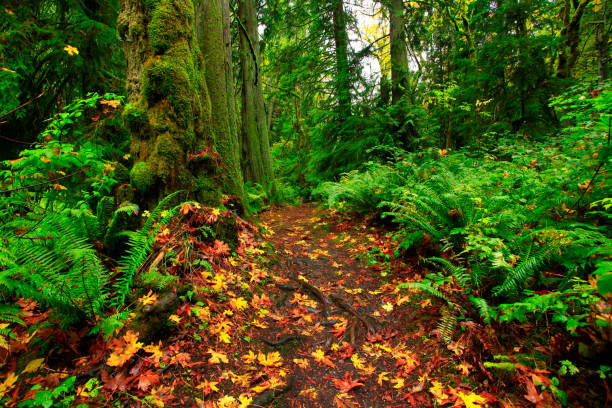 istock Pacific Northwest forest hiking trail 946017924