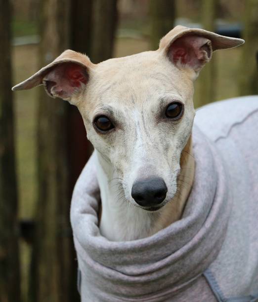 istock whippet portrait in the park 946018128