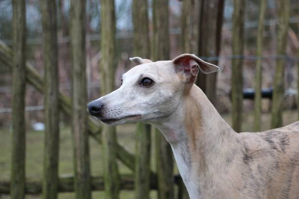 istock whippet portrait in the park 946018414
