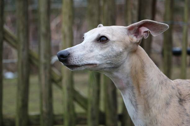 istock whippet portrait in the park 946018422