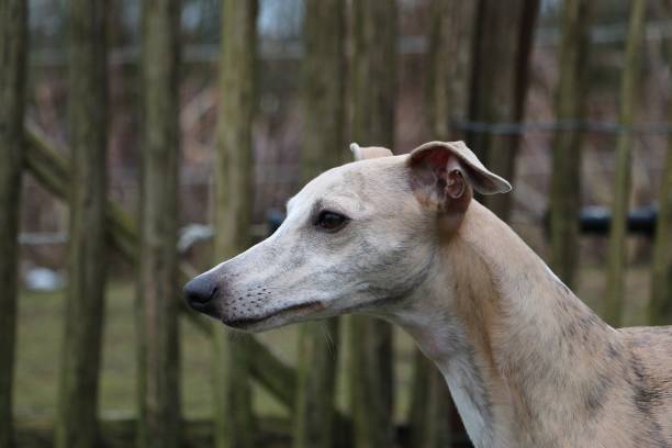 istock whippet portrait in the park 946018424