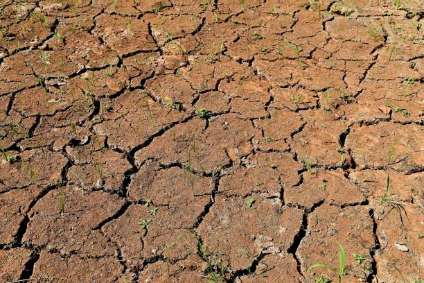 istock little plant on surface broken brown soil for background 946018462