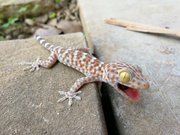istock Cute baby Gecko threatening for protect itself 946020706