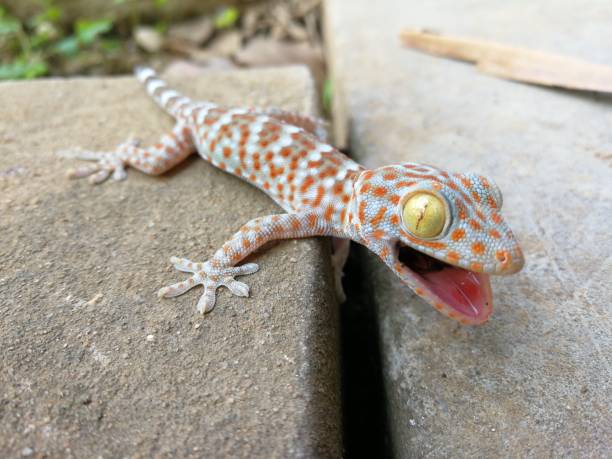 istock Cute baby Gecko threatening for protect itself 946020722