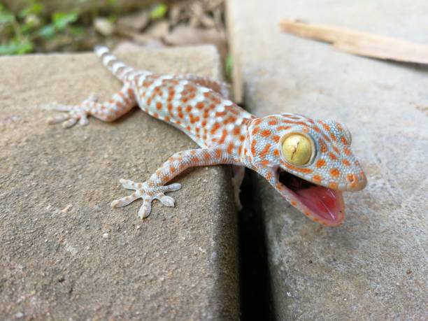 istock Cute baby Gecko threatening for protect itself 946020818