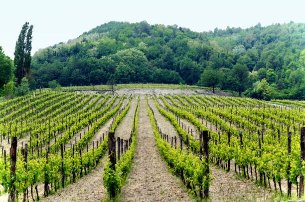 istock Vineyard in Italian northern valley, in a cloudy day 946025252