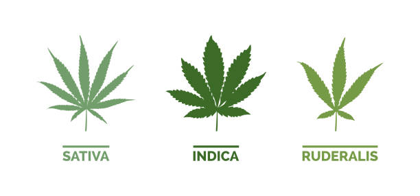 Cannabis types and leaf shapes vector art illustration