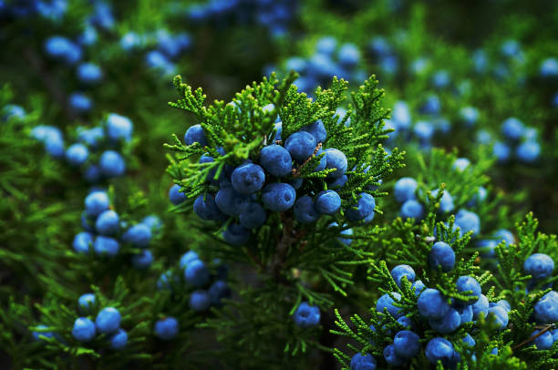 Ripe berries on a juniper bush. Juniper bush with berries. Autumn. needle plant part photos stock pictures, royalty-free photos & images