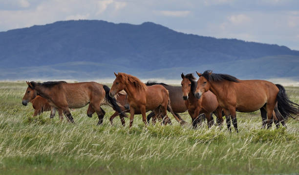 istock Herd of free horses. 946028408