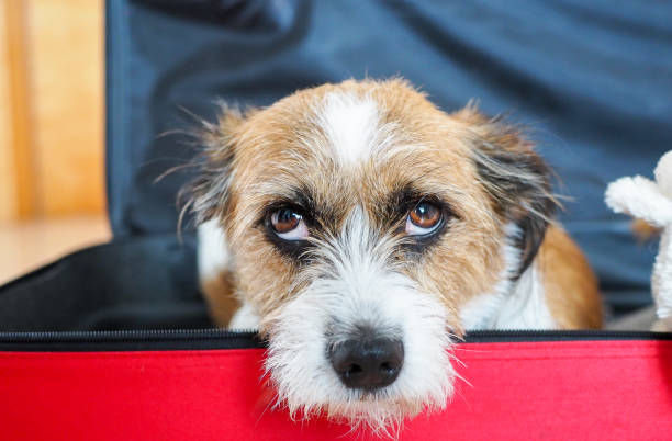 istock Dog, Pet, Animal, Travel 946029408