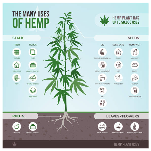 промышленное использование конопли и продуктов - hemp stock illustrations