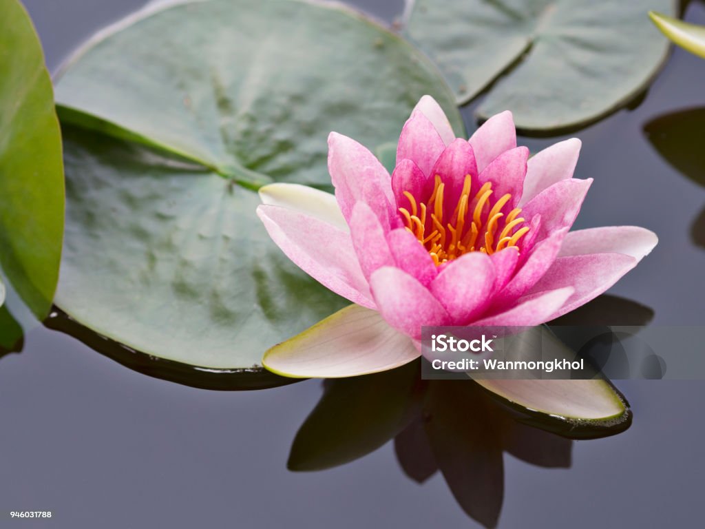 Close up of beautiful and sweet pink petals lotus or water lily floating on the surface of water in natural lake, river or swamp in natural park in Spring and Summer season Lily Stock Photo