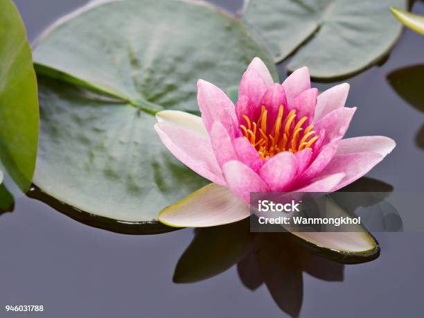 Close Up Of Beautiful And Sweet Pink Petals Lotus Or Water Lily Floating On The Surface Of Water In Natural Lake River Or Swamp In Natural Park In Spring And Summer Season Stock Photo - Download Image Now