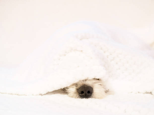 istock Dog, pet, animal, bed 946031836