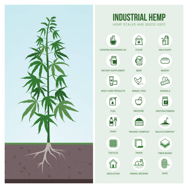 ilustrações de stock, clip art, desenhos animados e ícones de industrial hemp uses and products - food supplement illustrations