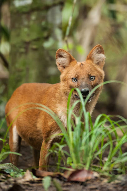 istock Asian Wild Dog, this dog usually hunts Sambar. 946032048