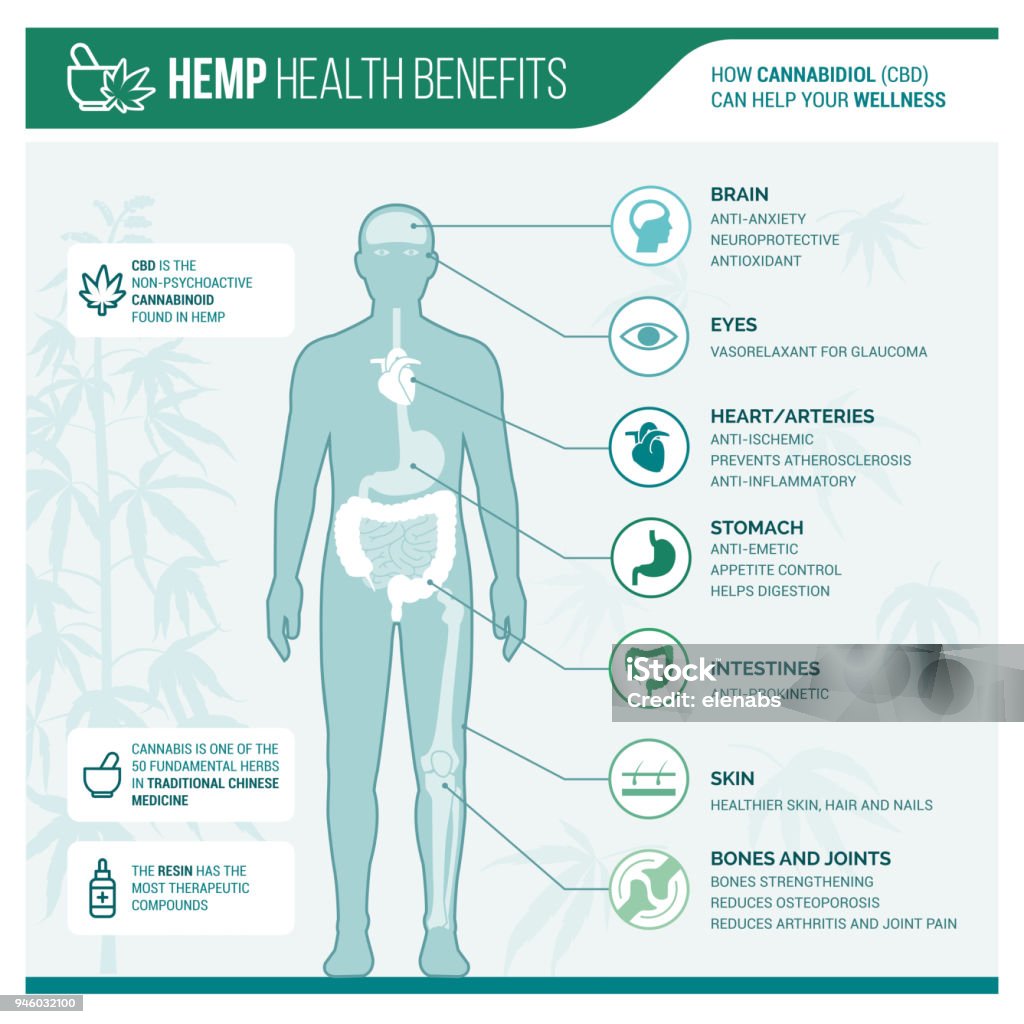 Medicinal hemp health benefits Medicinal hemp health benefits vector infographic with human body and icons The Human Body stock vector