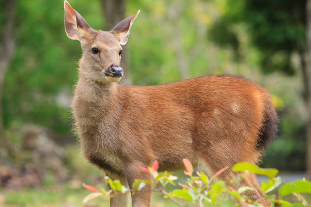 istock Sambar in summer. Fawn Sambar. 946032662