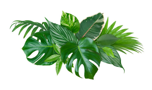 spot di foglie verdi vegetali esotiche isolate su sfondo bianco - nobody freshness variation individuality foto e immagini stock