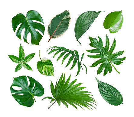 Collage of exotic plant green leaves isolated on white background