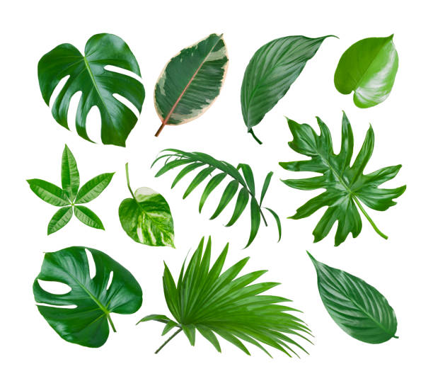 Photo of Collage of exotic plant green leaves isolated on white background