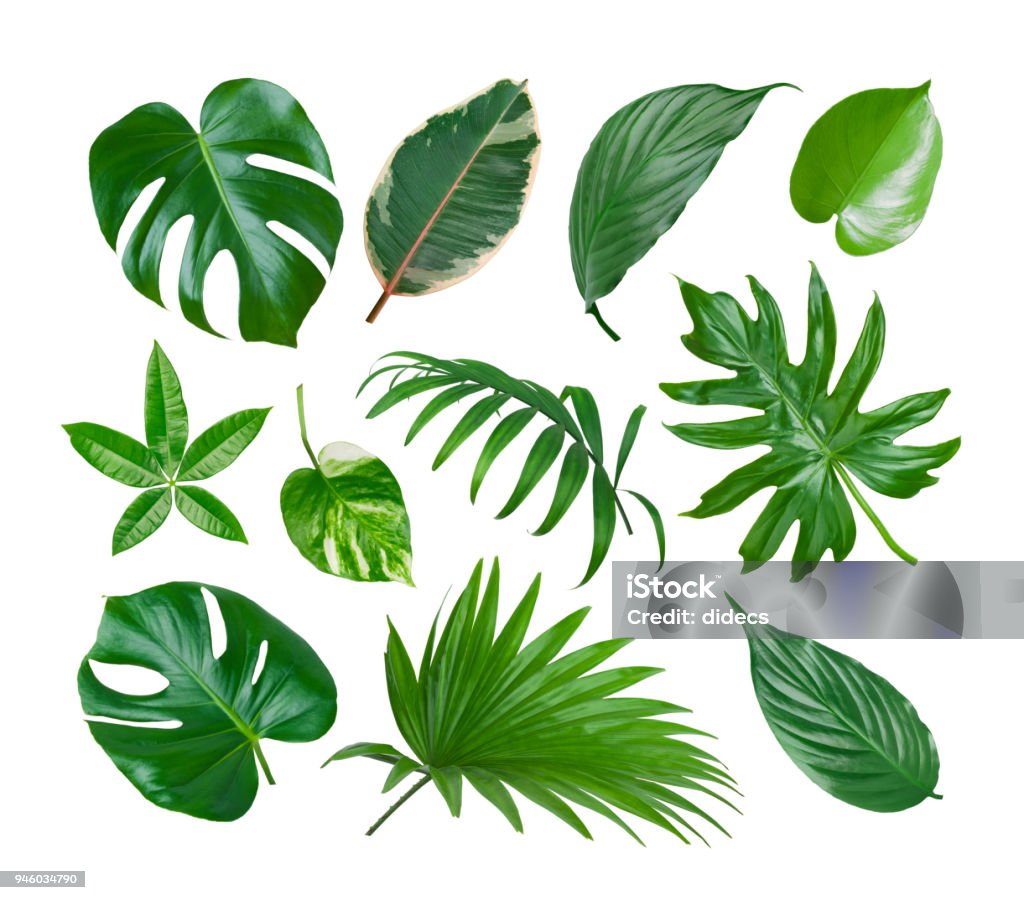 Collage of exotic plant green leaves isolated on white background Leaf Stock Photo