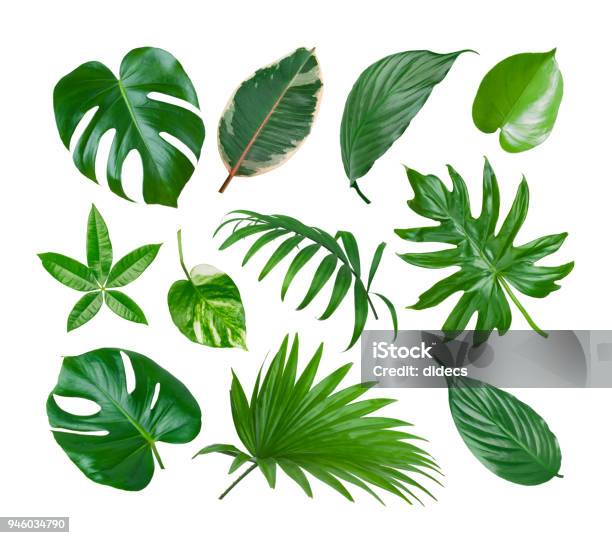 Collage Of Exotic Plant Green Leaves Isolated On White Background Stock Photo - Download Image Now