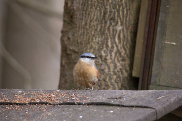 istock A nuthatch sits at the bird feeder and stretch out a foot 946039188