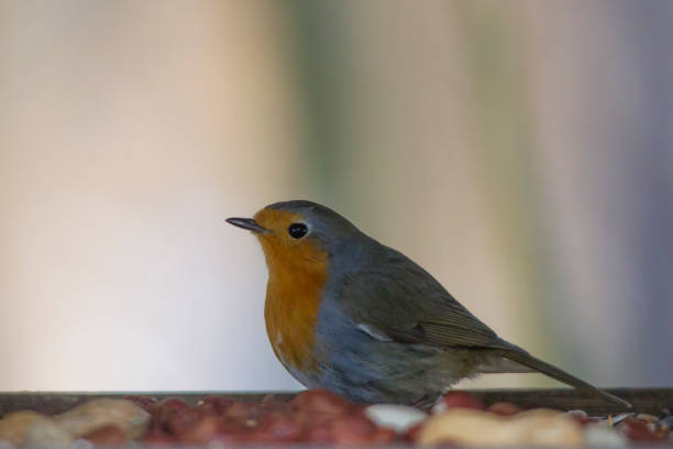istock male robin sits in the snow 946039856