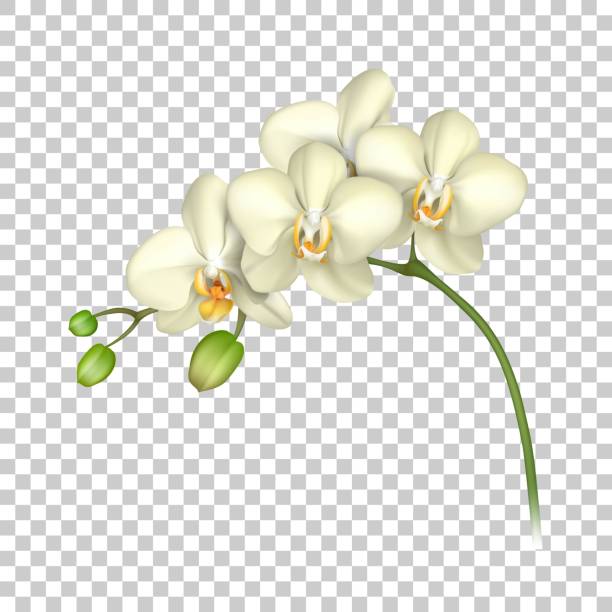 White orchid realistic transparent background White orchid realistic transparent background. Tropical exotic flower. Vector illustration orchid white stock illustrations