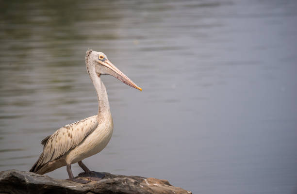 spot-billed pelican (pelecanus philippensis) - pelican landing imagens e fotografias de stock