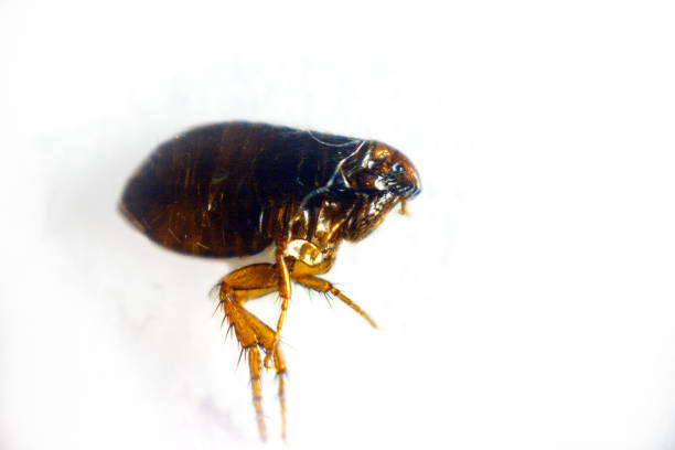 istock Flea cat's parasite close-up macro 946043212