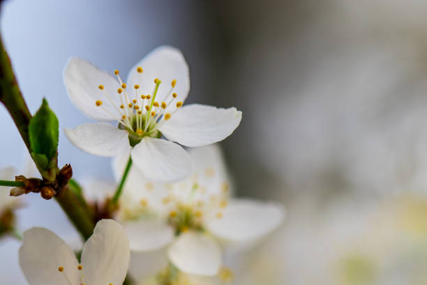 istock a spring Flowering branch against the blue sky backgrounds 946043734