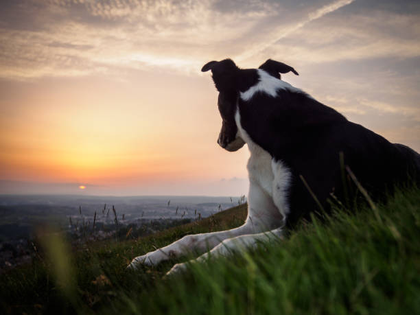 istock Dog looking towards the Sunset 946051164