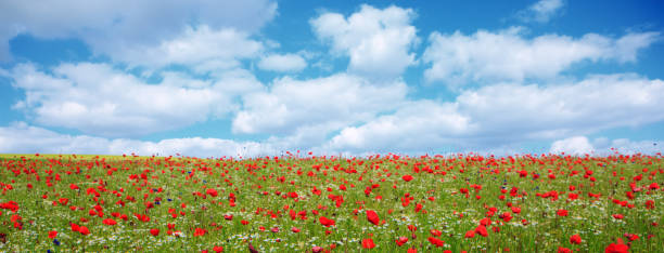 istock Wild poppy flowers on blue sky background 946051228