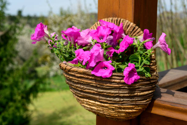 3D rendering of a hanging basket with pink petunia flowers isolated on white background