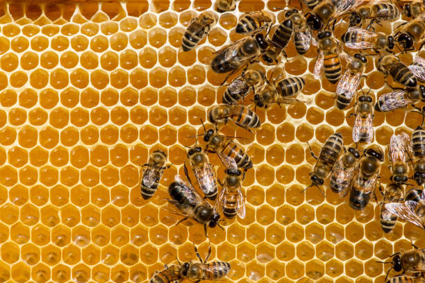 istock closeup of bees on honeycomb in apiary 946060032