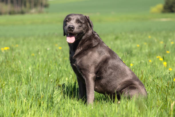 istock A beautiful dark Labrador Retriever plays outside 946061036