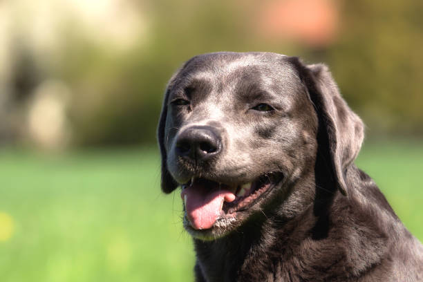 istock A beautiful dark Labrador Retriever plays outside 946061116